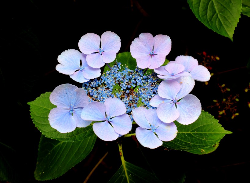 Hydrangea macrophylla 005