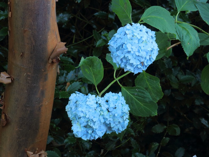 Hydrangea macrophylla 04