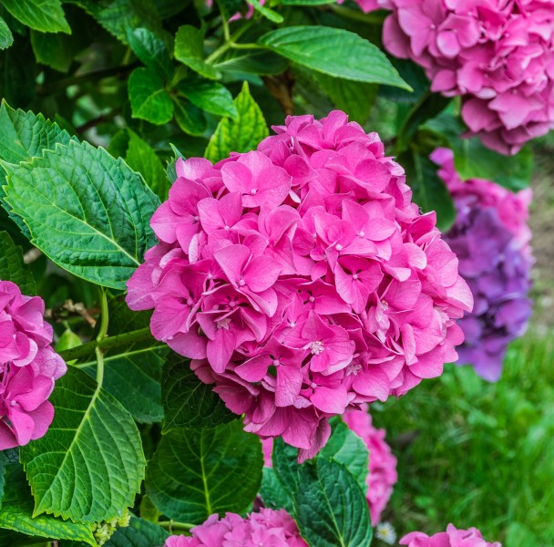 Hydrangea macrophylla in the park of the Castle of Selles-sur-Cher 02