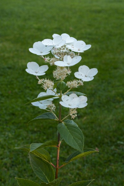 Hydrangea paniculata. Pluimhortensia. (d.j.b.) 02