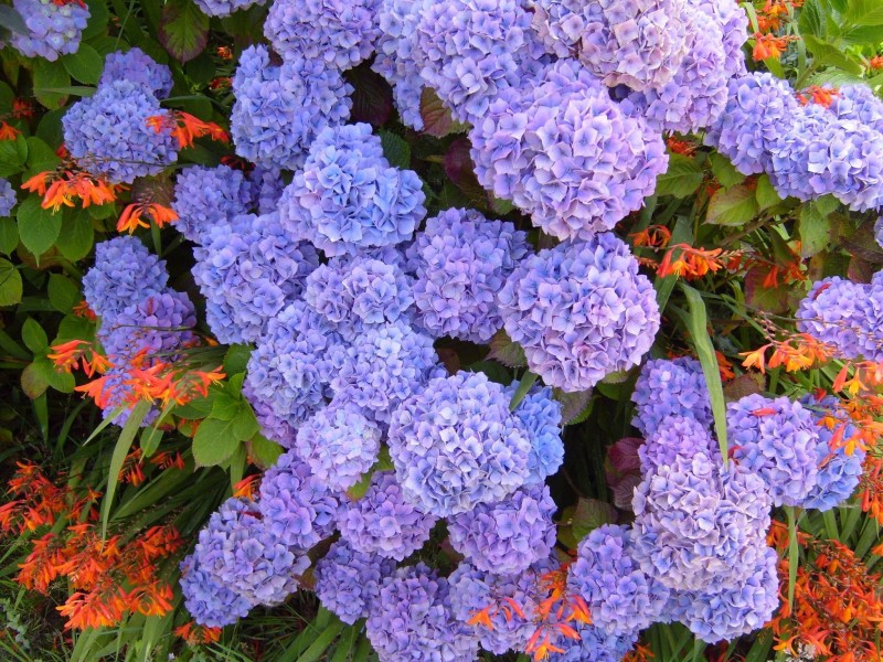Hydrangea purple blue hydrangea macrophylla
