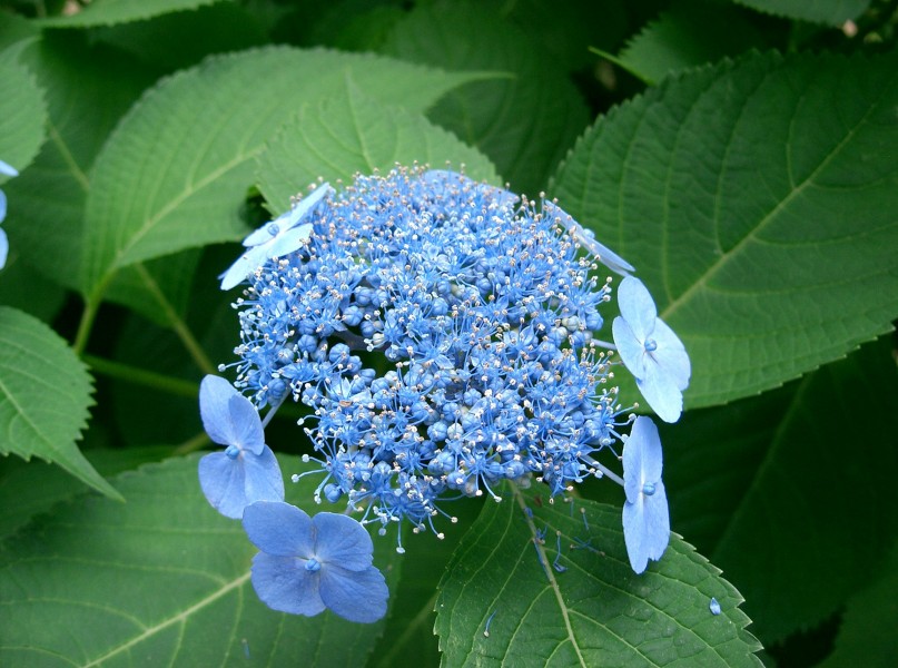 Hydrangea serrata var acuminata1