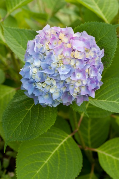 Hydrangea undecided on a color scheme (5889373292)