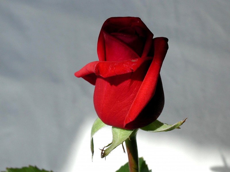 Image of red rose