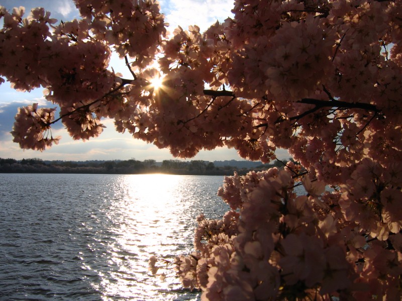 IMG 2398 - Washington DC - Tidal Basin - Cherry Blossoms