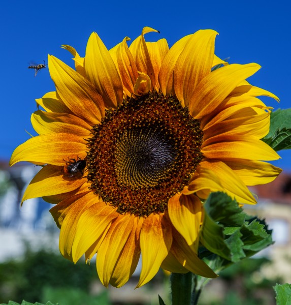 IMG Sonnenblume 8242