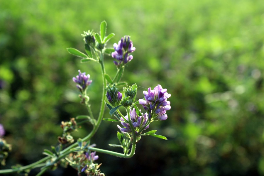 Indian Lavender