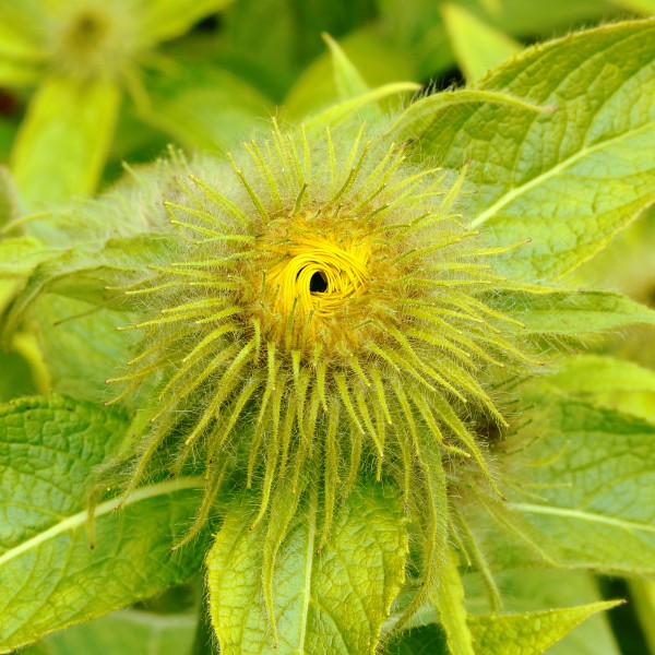Inula hookeri (2018) 01
