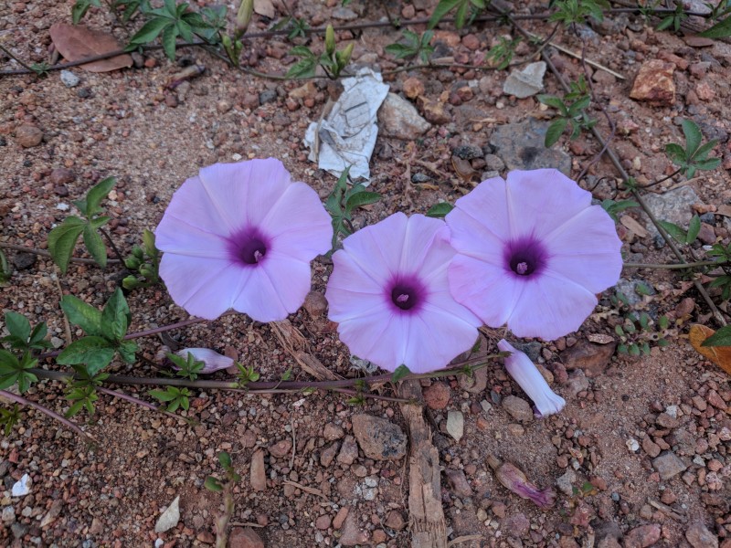 Ipomoea cairica 58