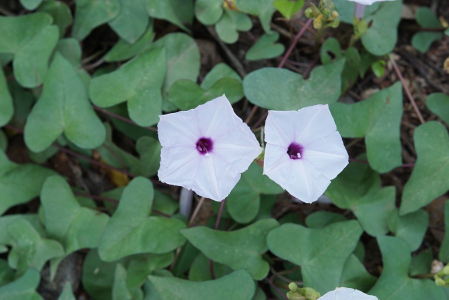 Ipomoea marginata 09476