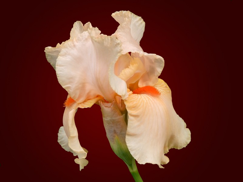 IRIS (3553540735)