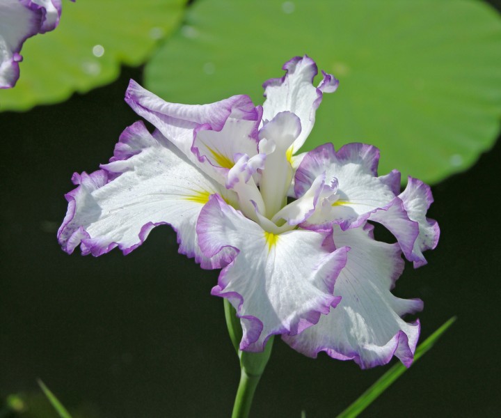 Iris ensata 'Arctic Fancy' Flower 2939px