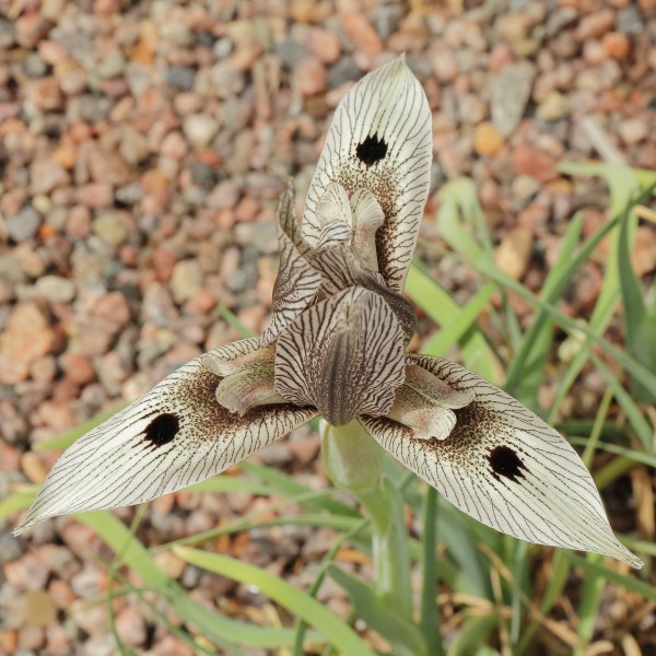 Iris helena-IMG 2208