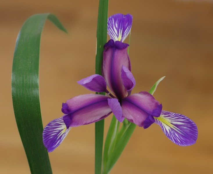 Iris Iris graminea Flower 2263px