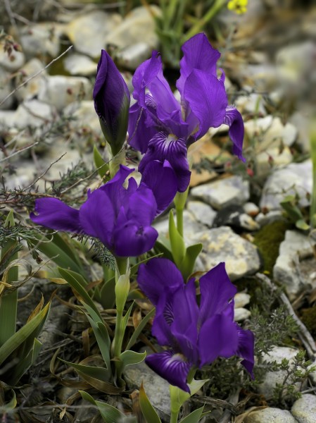 Iris lutescens (flowers)