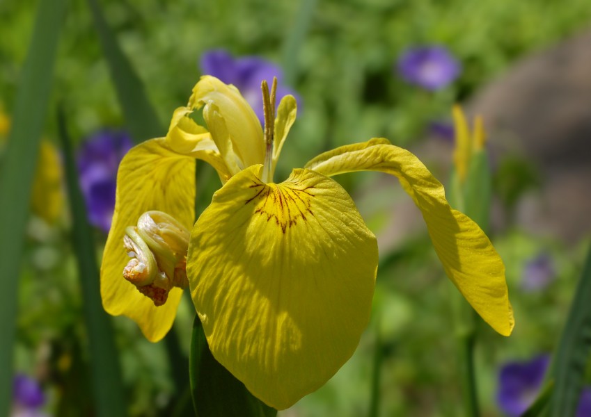 Iris pseudacorus (UN-0056-C) Flower