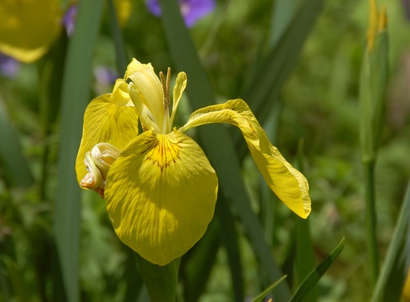 Iris pseudacorus (UN-0056-C) Front