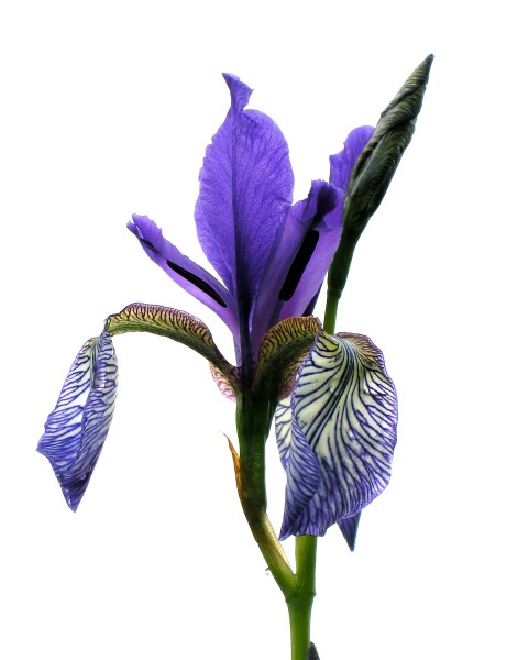 Iris Sibirica
