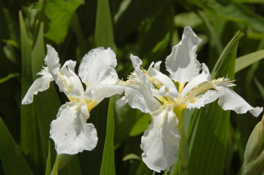 Iris sibirica 'Snow Queen' (X-1260-B) Flowers