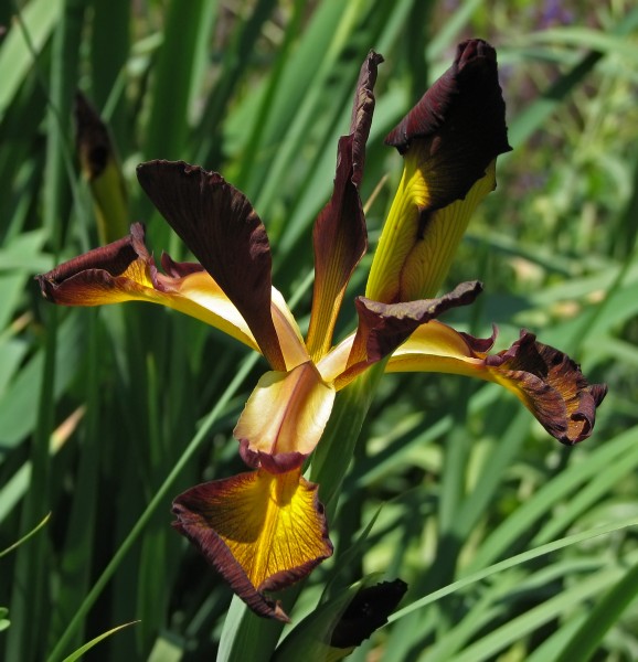 Iris spuria 'Cinnabar Red' (1999-352-B) Flower and Bud