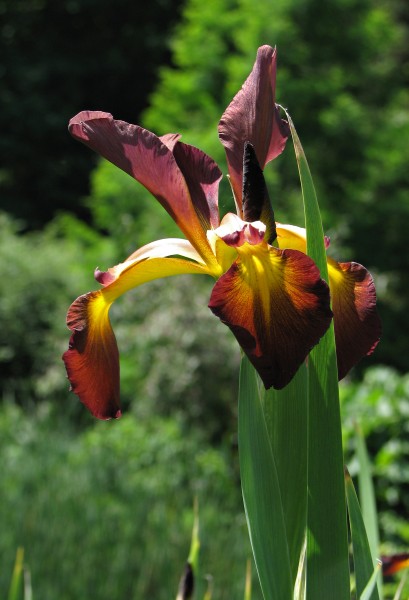 Iris spuria 'Cinnabar Red' (1999-352-B) Vertical