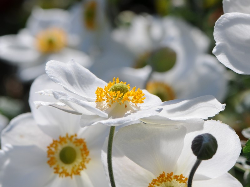 Japanische Herbst Anemone, Anemone hupehensis var japonica 1