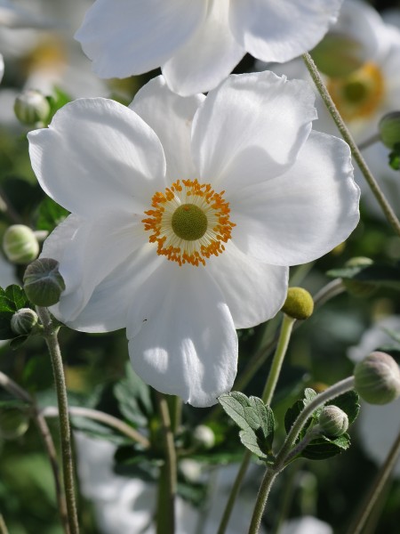 Japanische Herbst Anemone, Anemone hupehensis var japonica 3