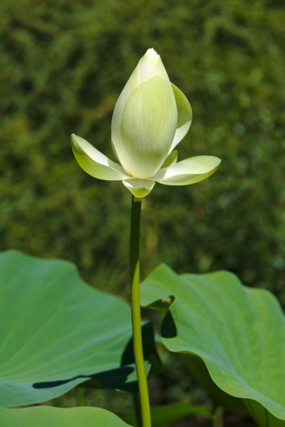 Jardin des Martels - Lotus jaune - 2016-08-07 - 01