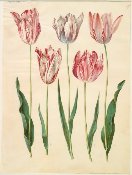 Johannes Simon Holtzbecher - Tulipa gesneriana - Google Art Project (432490)
