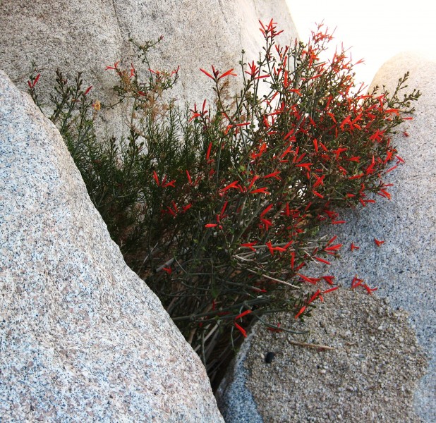 Justicia californica on the rocks