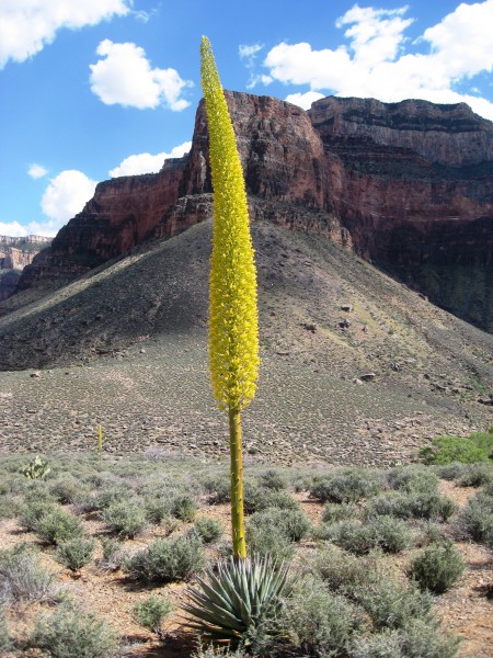 Kaibab agave on Tonto Platform