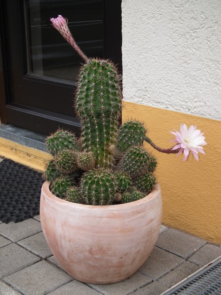 Kaktus mit zwei Blüten