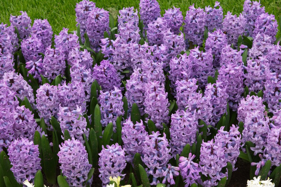 Keukenhof 2018 DSC 0276