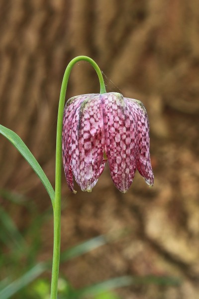 Kievitsbloem (Fritillaria meleagris) 01