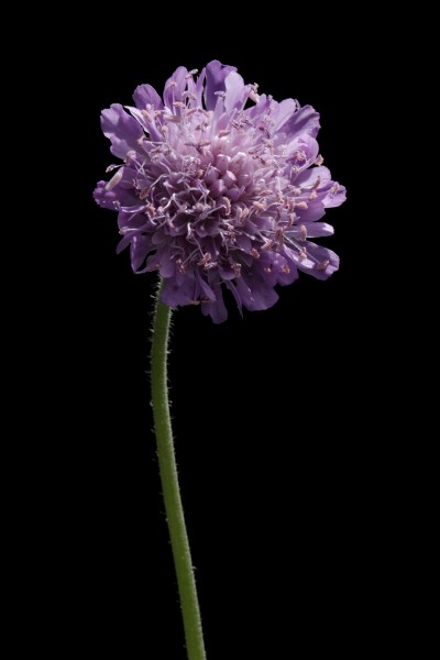 Knautia arvensis20170711 8383