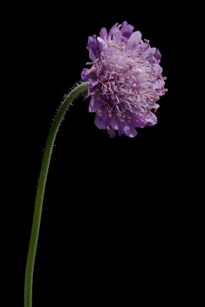 Knautia arvensis20170711 8389