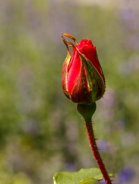 Knop Rosa 'La Sevillana'. Locatie, Tuinen Mien Ruys 02