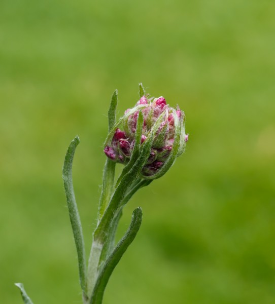 Knop van het rozenkransje (Antennaria dioica). Locatie, Tuinreservaat Jonker vallei 02