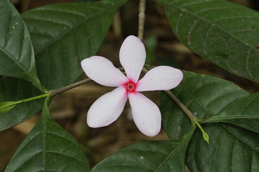 Kopsia fruticosa 2806