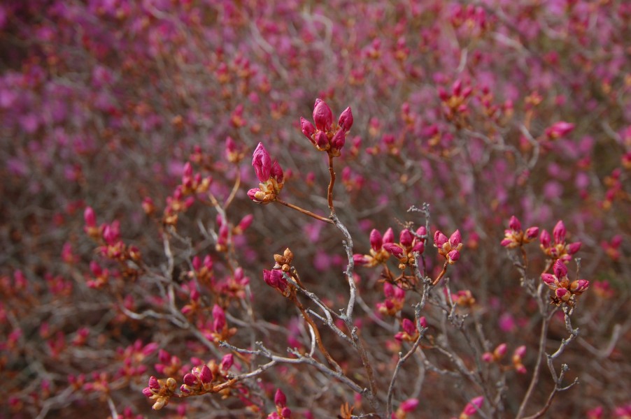 Korean Rhododendron Rhododendron mucronulatum 'Wheeldon Pink' Buds 3008px