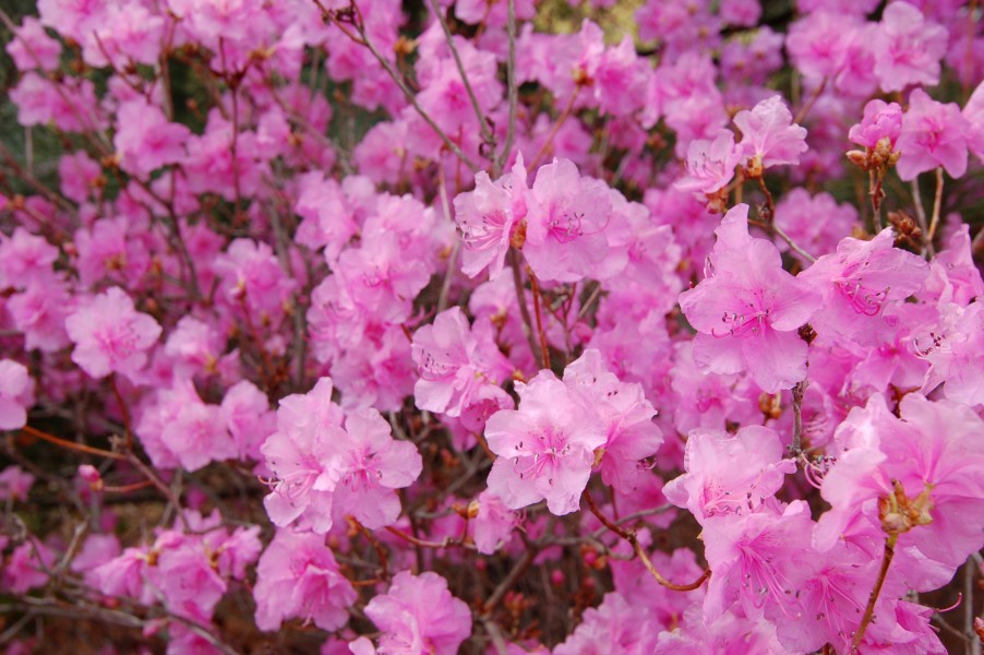 Korean Rhododendron Rhododendron mucronulatum 'Wheeldon Pink' Flowers