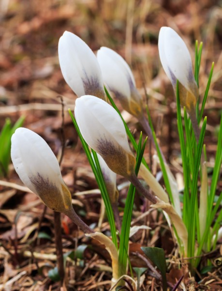 Krokus (Crocus). Vrolijke voorjaarsbloeier. Locatie, Natuurterrein De Famberhorst 02