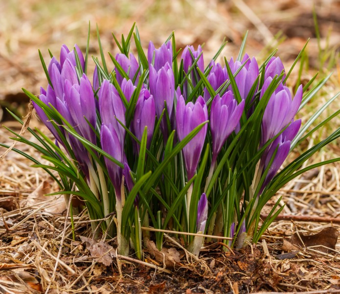Krokus (Crocus). Vrolijke voorjaarsbloeier. Locatie, Natuurterrein De Famberhorst 06