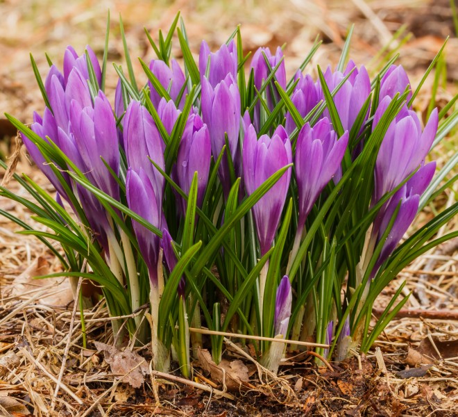 Krokus (Crocus). Vrolijke voorjaarsbloeier. Locatie, Natuurterrein De Famberhorst 07