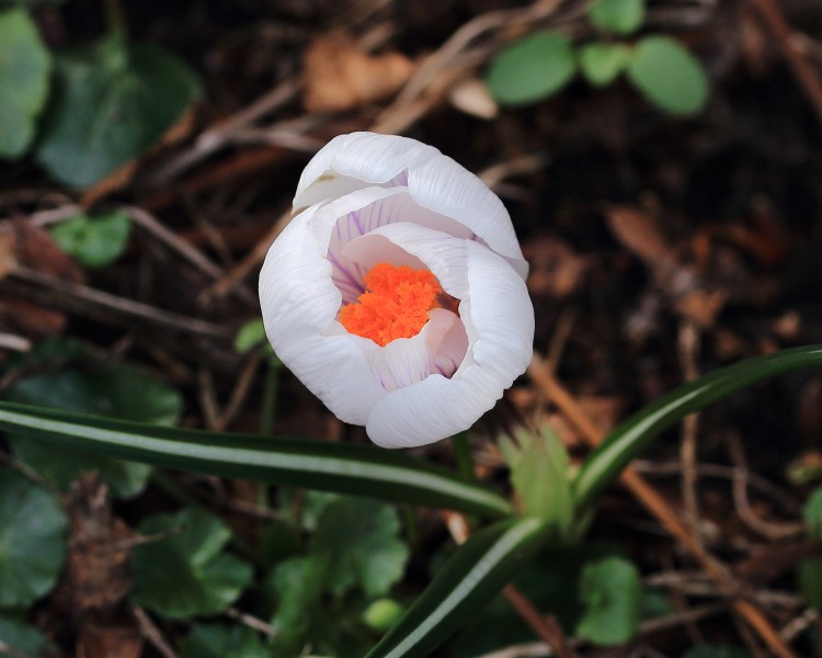 Krokus (Crocus) 03