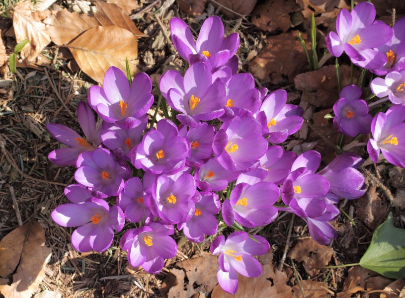 Krokus (Crocus) 05