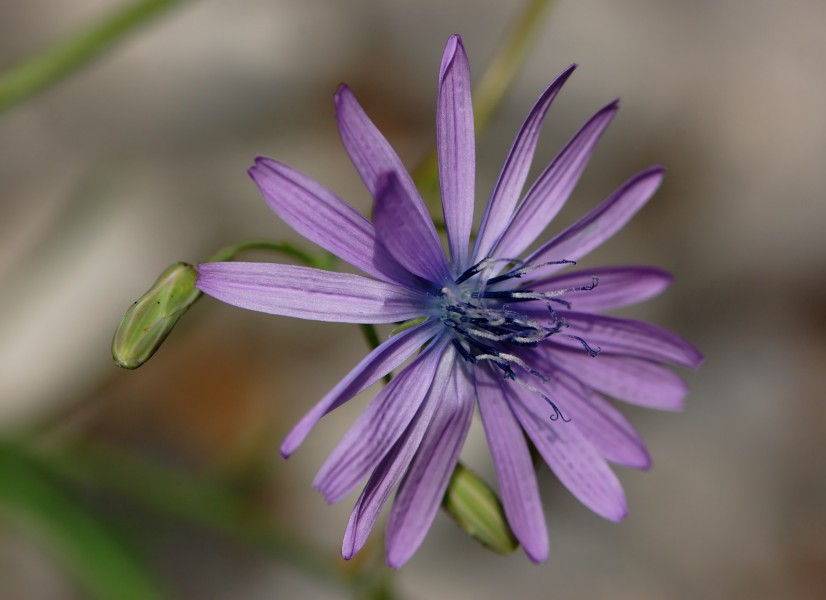 Lactuca perennis flower
