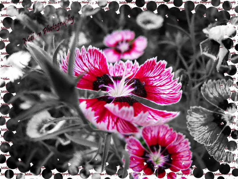 Lalbagh Flower Show 2010-8
