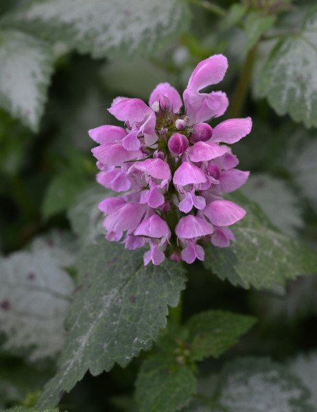 Lamium maculatum 'Beacon Silver' Flowers