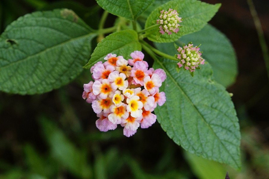 Lantana camara2870